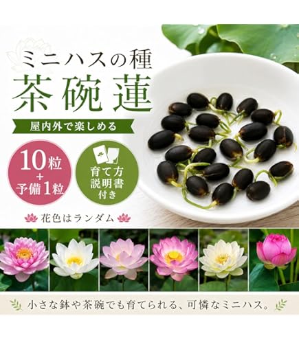 Amazon.co.jp: ミニハスの種 茶碗蓮 ハスの種 屋内外植付け可能 お得な